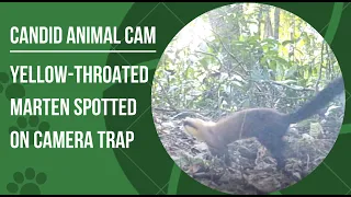 What is a yellow-throated marten? | Candid Animal Cam