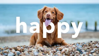 😁 Upbeat Happy No Copyright Free Instrumental Background Music Mix by Limujii