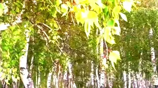 СВЕТ БЕРЕЗ И ПРЕКРАСНАЯ МУЗЫКА👍.Муз.Сергей Грищук.Light of birches and Beautiful music.