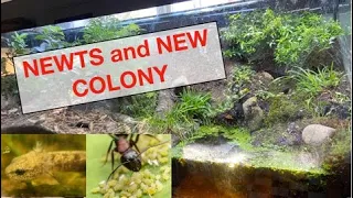 3 year old giant vivarium update documentary