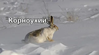 #Охота на зайца-русака. "Корноухий".