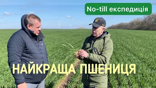 Найкраща пшениця, що ми бачили | Історія переходу на No till братів Крамаренко