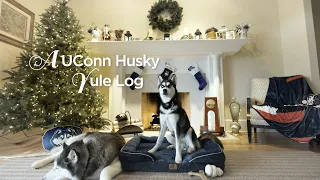 A UConn Husky Yule Log