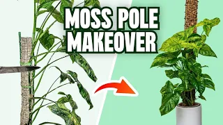 I Hated my Syngonium Mojito Moss Pole…But Not Anymore