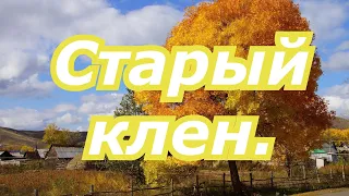 Вячеслав Ольховский.  Старый клен.