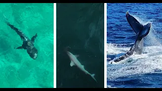 Whales, Tiger Sharks, & Hammerhead Shark in Hawaii: Ultimate Whales Expedition EP3