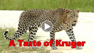 A Taste of Kruger (Episode 2: Kruger Park - Heaven on Earth)