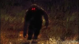 "BONGO'S" STORY- TERRIFYING BIGFOOT ABDUCTION -PILLIGA SCRUB AUSTRALIA