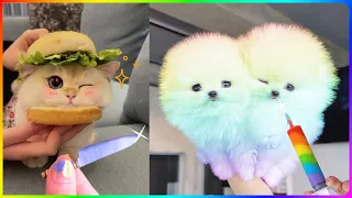 Tik Tok Chó Phốc Sóc Mini 😍 Funny and Cute Pomeranian #490