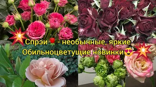 💥розы-спрэй🌹💥-цветение😍, новинки из питомника " Древо жизни " , интересные и необычные 😍👍👍👍🙏🥰