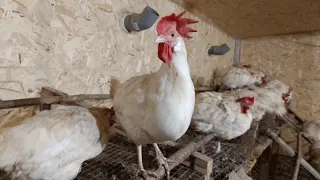 Бизнес на 100 курах🐔 !!! Прибыль 💵 за год !!!