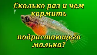 Чем кормить подрастающих мальков и мальков живородящих рыбок?