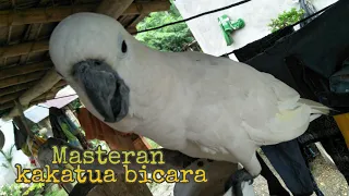 Burung kakatua bicara // Masteran kakatua bicara