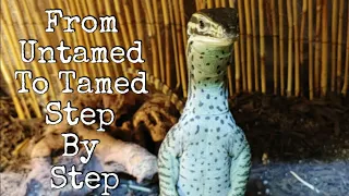 How To Tame Your Monitor Lizard From Start To Finish: Part 1, Introduction