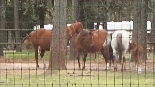 How a mare protects her little one is amazing!