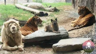 Puppy,Tiger and Lion Live Together As Best Friends