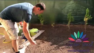 Planting lawn seed in shaded areas - from start to first cutting