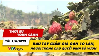 Thời sự toàn cảnh TỐI 1/4: Dâu tây giảm giá gần 10 lần, người trồng dâu quyết định bỏ vườn | VTV24