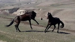 БОЙ ДВУХ ЖЕРЕБЦОВ ЗА МЕСТО В ТАБУНЕ!!!