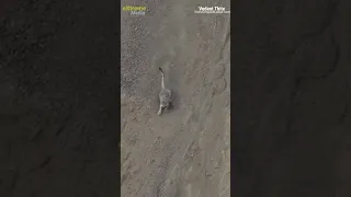 Snow Leopard chasing for hunt in Ladakh India