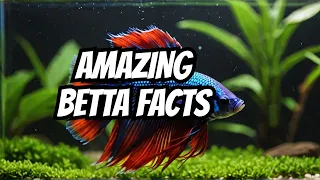 50 Amazing Betta Fish FACTS Revealed!