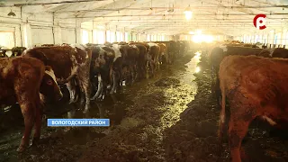Ужасное содержание коров на ферме в Вологодском районе