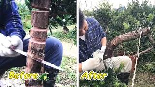 How to bend a bonsai - Have you tried this yet #81