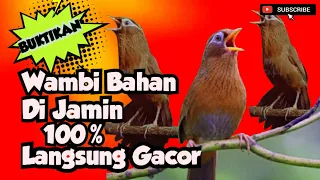 suara wambi betina memanggil wambi jantan