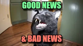 Talking Kitty Cat 63 - Good News & Bad News