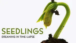 Seedlings: New Beginnings - Short Time-lapse Compilation