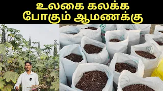 விதைகளில் வரம் நாட்டு ஆமணக்கு YTP 1|High Yielding YTP 1 Castor seed-verukku neer