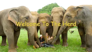 Welcome To The Herd. Love & Bananas. #elephants