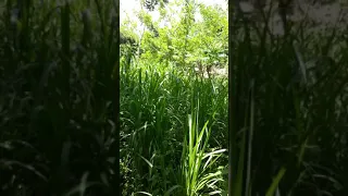 Setaria  n napier drought resistant grasses