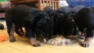 Hungry Rottweiler puppies