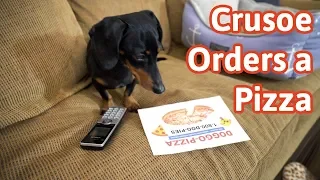 Crusoe Orders a Pizza! (Cute Dog Video Caught on Furbo)