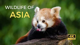 Wildlife of Asia 4K