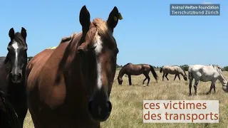 Enquête : les audits bidons sur la viande de cheval en Uruguay