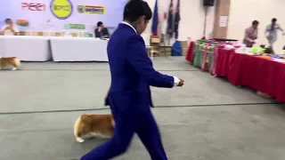 Pembroke Welsh Corgi Dog Show Dalbong PCCI Metro Clark Pampanga Canine Club