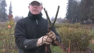 Planting A Bare Root Rose for Maximum Bloom.