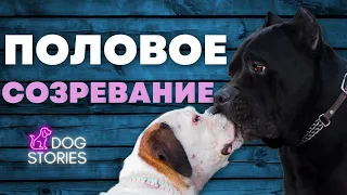 Половое созревание 🐕 Нужно ли кастрировать стерилизовать собаку 🐩 Меняется ли поведение щенка 🐾