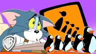 Tom & Jerry em Português | Brasil | A Corrida da Antártida | WB Kids