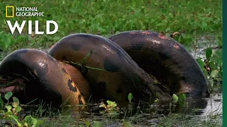 Big Anaconda in amazon river Documentary | Anaconda | National Geographic Full Hd Documentary