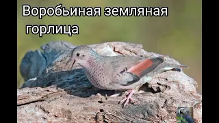 Земляные горлицы (виды)