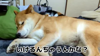 寝れんがな【犬猫アテレコ】