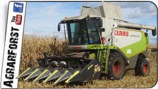 Maisdreschen 2020 🌽 Claas Lexion 570 - Mercedes Actros