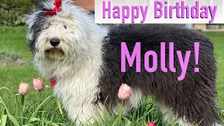 Molly the Old English Sheepdog Puppy Turns 1 Year Old