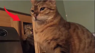 Cat Slap Compilation - Angry & Funny Cats | Pets planet