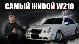 Самой живой W-210? Обзор на W-210