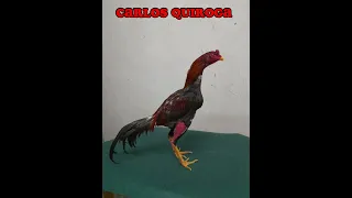 Mi cenizo esta viejo-canción- letra y música-Carlos Quiroga