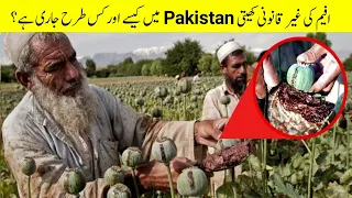 افیم کی کھیتی | Opium farming In Pakistan | Afeem farming full explain in urdu